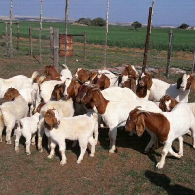 Boer goat