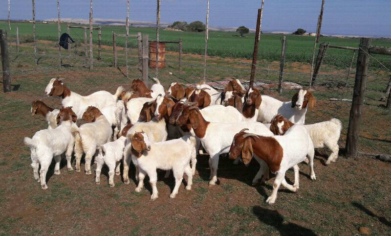 Boer goat